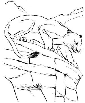 Puma boyama sayfası, Cougar coloring page, Havalı Puma, 