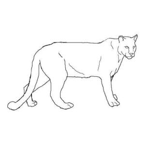 Puma boyama sayfası, Cougar coloring page, Puma Basit, 