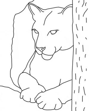 Puma boyama sayfası, Cougar coloring page, Puma Yüz, 