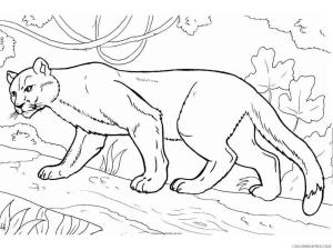 Puma boyama sayfası, Cougar coloring page, Puma Normal, 