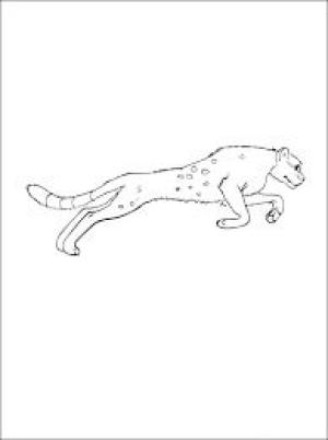 Puma boyama sayfası, Cougar coloring page, Küçük Puma Atlama, 