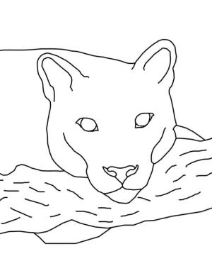 Puma boyama sayfası, Cougar coloring page, Puma Yüz Çizimi, 