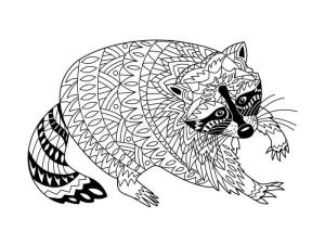 Rakun boyama sayfası, Raccoons coloring page, Yetişkin için Rakun, 