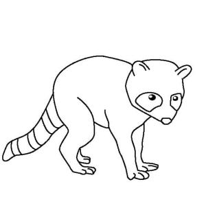 Rakun boyama sayfası, Raccoons coloring page, Mükemmel Rakun, 