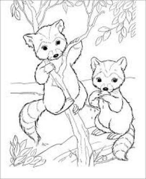 Rakun boyama sayfası, Raccoons coloring page, Ağaç Dalı üzerinde iki Sevimli Rakun, 