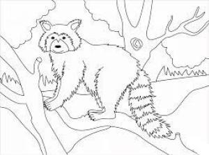 Rakun boyama sayfası, Raccoons coloring page, Normal Rakun, 