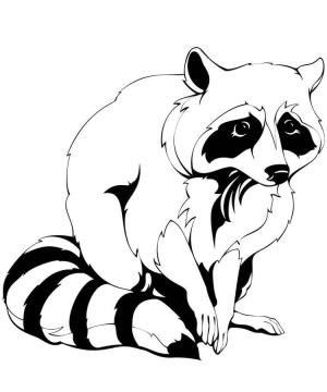 Rakun boyama sayfası, Raccoons coloring page, Sevimli Oturan Rakun, 