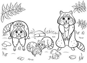 Rakun boyama sayfası, Raccoons coloring page, Sevimli Aile Rakun, 