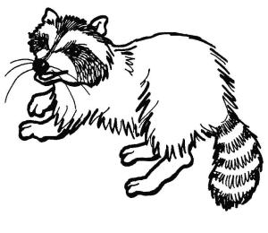 Rakun boyama sayfası, Raccoons coloring page, Basit Rakun, 