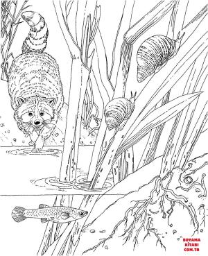 Rakun boyama sayfası, Raccoons coloring page, , raccoons racoon in the forest 