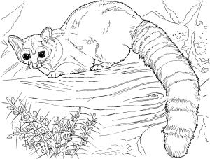 Rakun boyama sayfası, Raccoons coloring page, , raccoons ringtail cat 