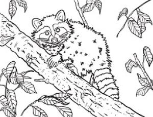 Rakun boyama sayfası, Raccoons coloring page, Ağaç Dalı üzerinde Rakun, 