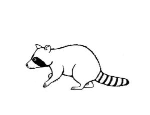 Rakun boyama sayfası, Raccoons coloring page, Harika Rakun, 