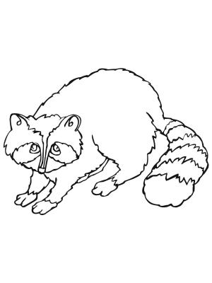 Rakun boyama sayfası, Raccoons coloring page, Temel Rakun, 