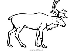 Reindeer boyama sayfası – ücretsiz yazdır, boyama etkinliği