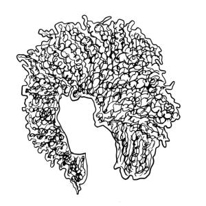 Saç boyama sayfası,  coloring page, Afro Saç, 