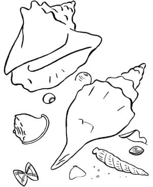 Sahil boyama sayfası,  coloring page, Sahildeki Deniz Kabukları, 