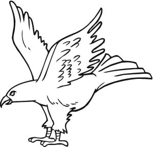 Şahin boyama sayfası,  coloring page, , 