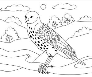 Şahin boyama sayfası,  coloring page, Şahin çiz, 