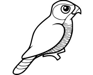 Şahin boyama sayfası,  coloring page, , 