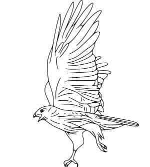 Şahin boyama sayfası,  coloring page, , 