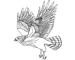 Şahin boyama sayfası,  coloring page, , 