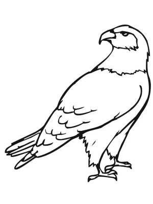 Şahin boyama sayfası,  coloring page, Şahin 8, 