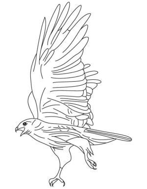 Şahin boyama sayfası,  coloring page, , 