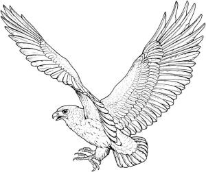 Şahin boyama sayfası,  coloring page, , 