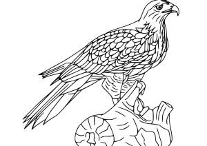 Şahin boyama sayfası,  coloring page, Kızıl omuzlu şahin, 