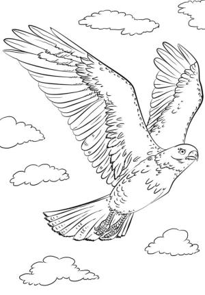 Şahin boyama sayfası,  coloring page, , 