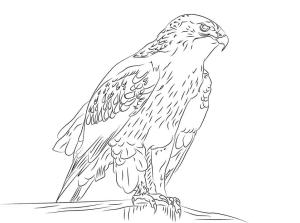 Şahin boyama sayfası,  coloring page, , 