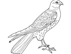 Şahin boyama sayfası,  coloring page, , 