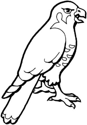 Şahin boyama sayfası,  coloring page, Şahin 9, 