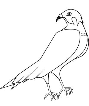 Şahin boyama sayfası,  coloring page, Şahin 7, 