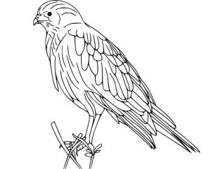 Şahin boyama sayfası,  coloring page, , 