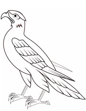 Şahin boyama sayfası,  coloring page, Şahin 6, 