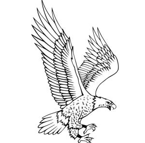 Şahin boyama sayfası,  coloring page, , 