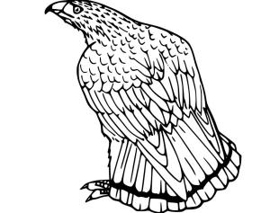 Şahin boyama sayfası,  coloring page, , 