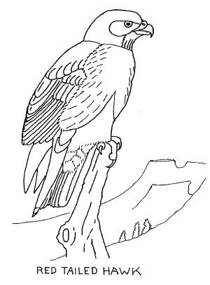 Şahin boyama sayfası,  coloring page, , 