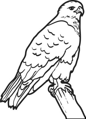 Şahin boyama sayfası,  coloring page, , 