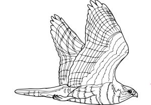 Şahin boyama sayfası,  coloring page, , 