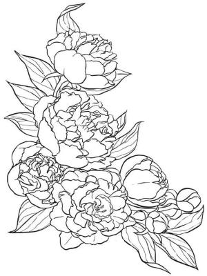 Şakayık boyama sayfası,  coloring page, Güzel Şakayıklar Çok, 