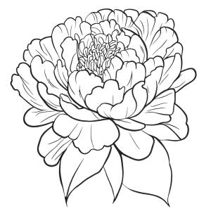 Şakayık boyama sayfası,  coloring page, Şakayık Çiçeğinin Ücretsiz Çizimi, 