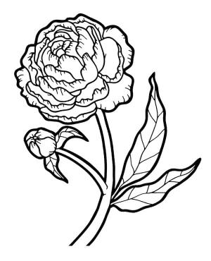 Şakayık boyama sayfası,  coloring page, Şakayık Çiçeği Ücretsiz, 