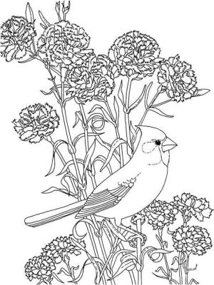 Şakayık boyama sayfası,  coloring page, Kardinal ve Şakayık, 