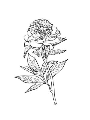 Şakayık boyama sayfası,  coloring page, Çin Şakayık, 