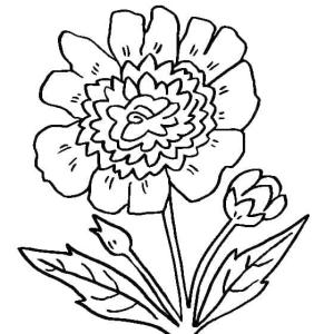 Şakayık boyama sayfası,  coloring page, Yazdırılabilir Şakayık Çiçeği, 