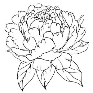 Şakayık boyama sayfası,  coloring page, Yazdırılacak Şakayık Çiçeği, 