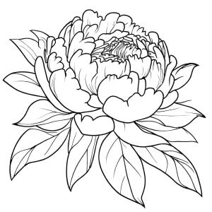 Şakayık boyama sayfası,  coloring page, Şakayık Çiçeği Yazdırılabilir, 